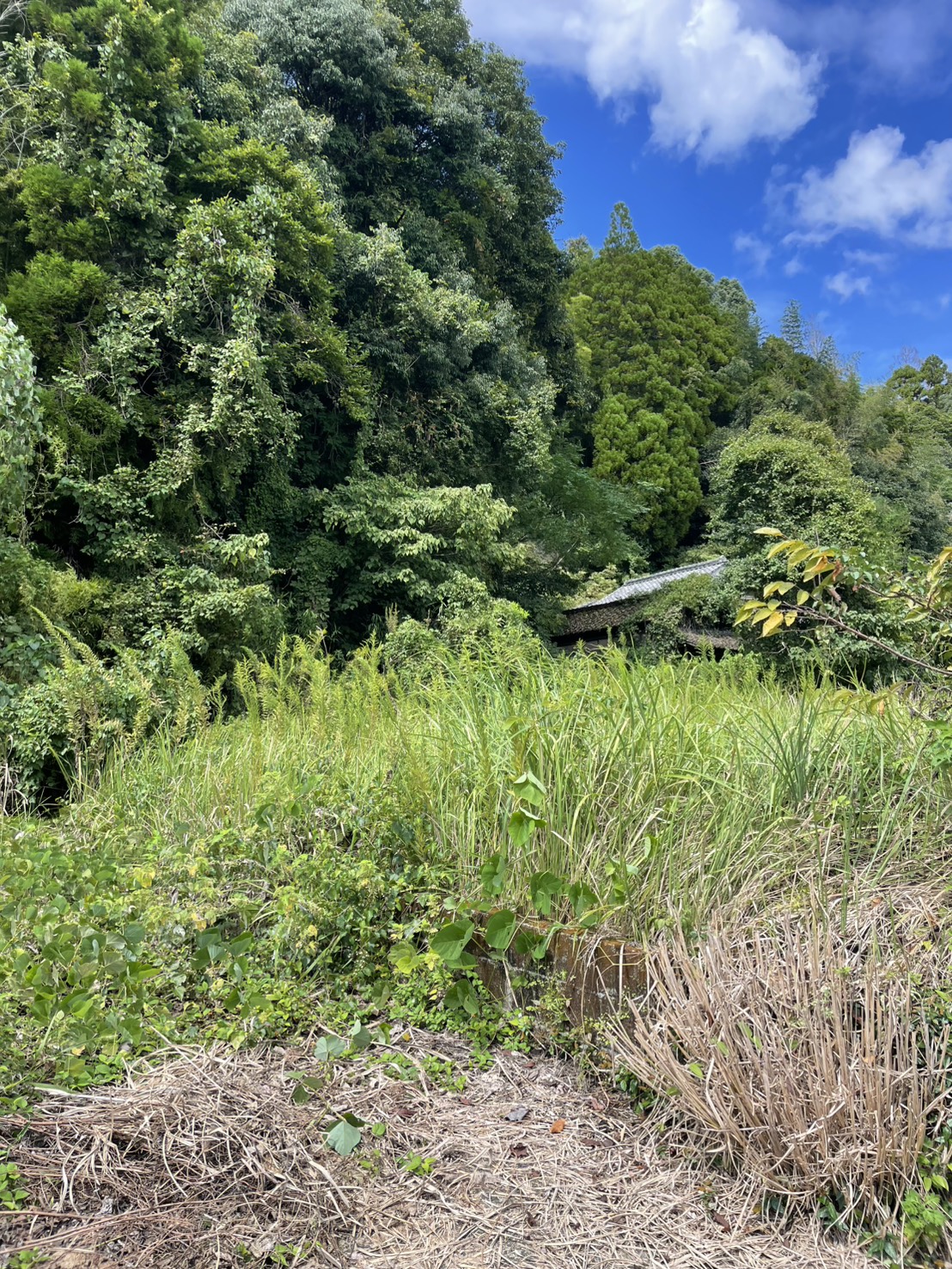 熊本県⽟名郡南関町⾼久野
